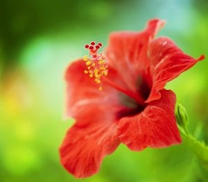 Hibiscus Flower. Shallow Focus